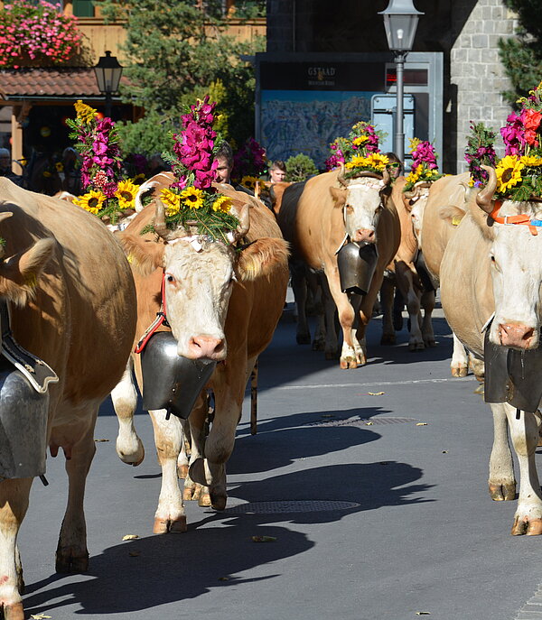 Several Simmental cows walk through the Gstaad promenade. They are all adorned with a high flower decoration on their heads - yellow sunflowers and pink gladioli. The sun is shining.