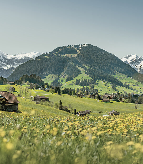 Gelbe Blumenwiese mit noch verschneiten Bergpanorama im Hintergrund