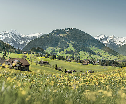 Gelbe Blumenwiese mit noch verschneiten Bergpanorama im Hintergrund